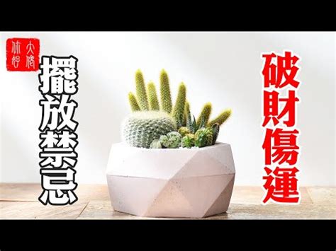 無刺仙人掌風水|客廳可以放仙人掌嗎？風水禁忌與科學解析！從迷信到科學，擺放。